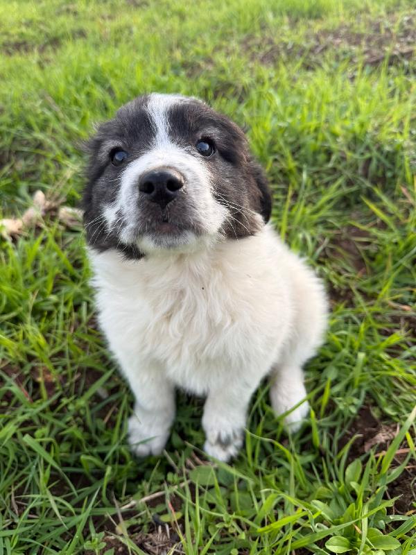 💕💙 cuccioli 💙💕 splendidi in adozione  Foto 6