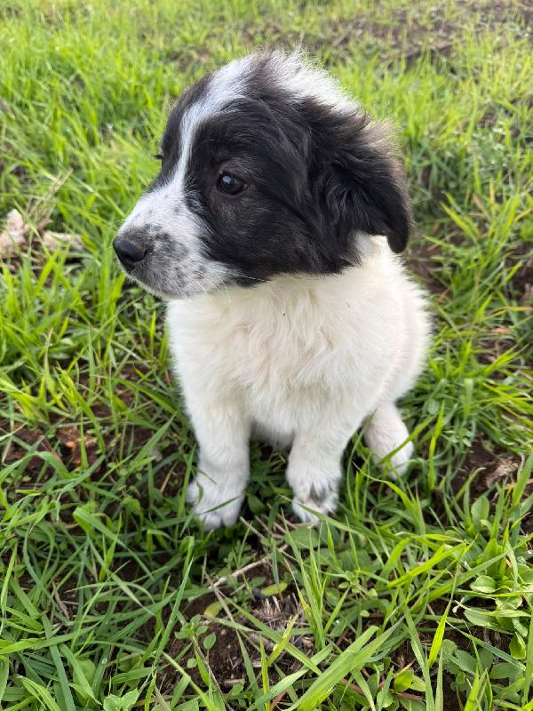 💕💙 cuccioli 💙💕 splendidi in adozione  Foto 7