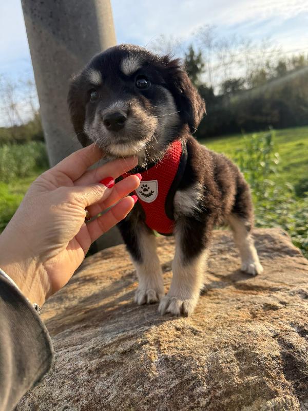 💕💙 cuccioli 💙💕 splendidi in adozione  Foto 8