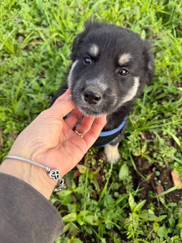 💕💙 cuccioli 💙💕 splendidi in adozione  Foto 9