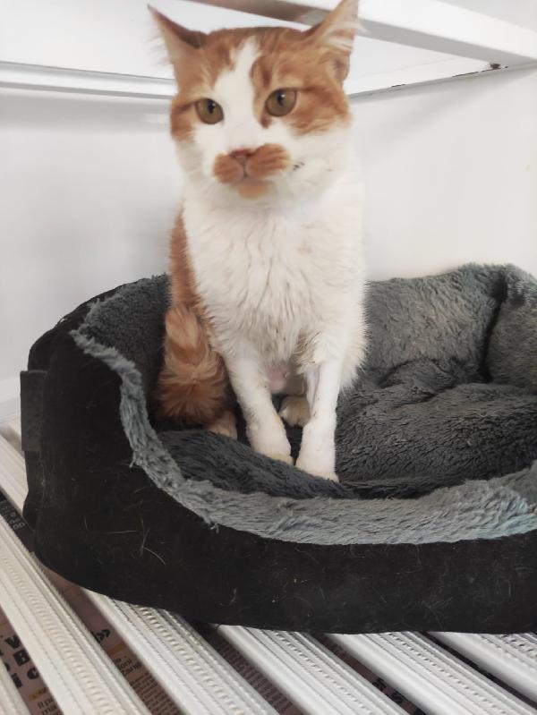 ADOZIONE PER LEA 🧡 Foto 2