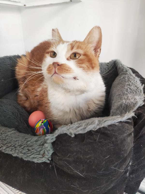 ADOZIONE PER LEA 🧡 Foto 4