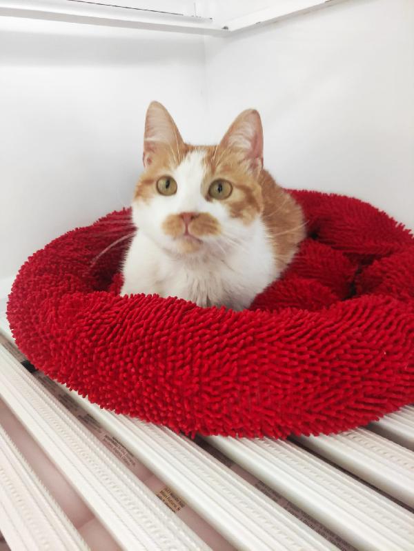 ADOZIONE PER LEA 🧡 Foto 6