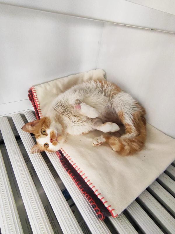 ADOZIONE PER LEA 🧡 Foto 7