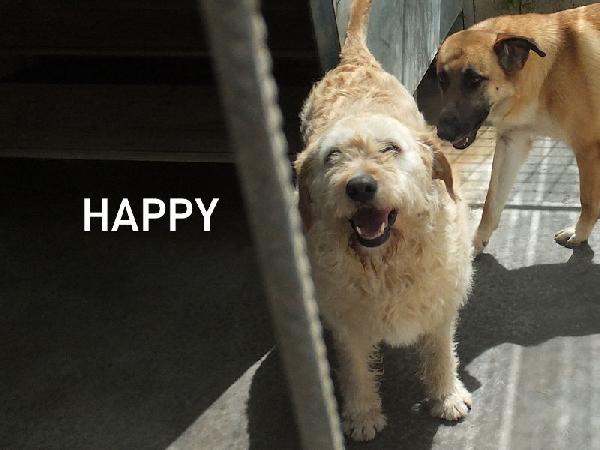 Happy Stupendo Tipo Vandeano