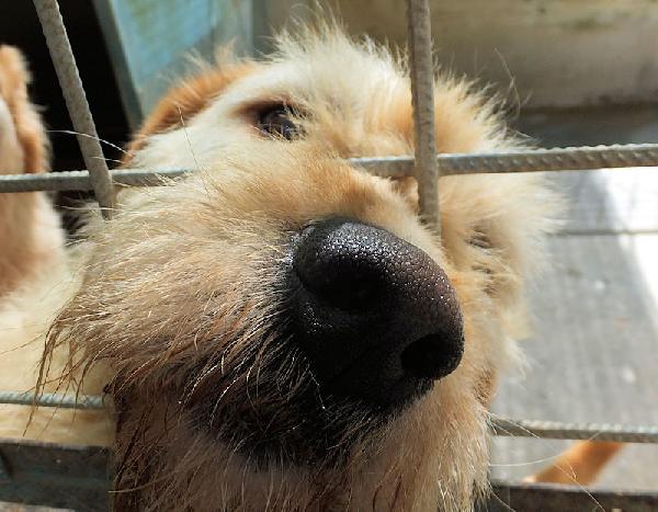 Happy stupendo tipo Vandeano Foto 2