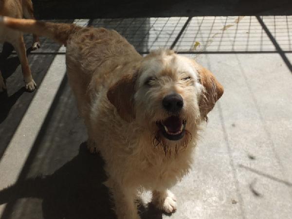 Happy stupendo tipo Vandeano Foto 3