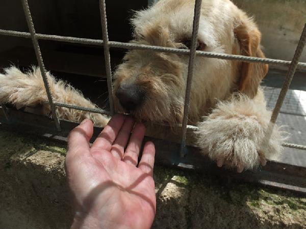 Happy stupendo tipo Vandeano Foto 4