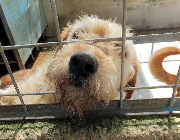 Happy stupendo tipo Vandeano Foto 5