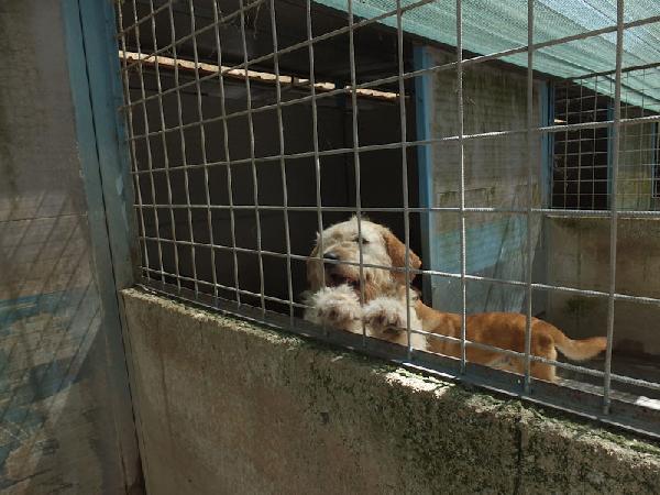 Happy stupendo tipo Vandeano Foto 6