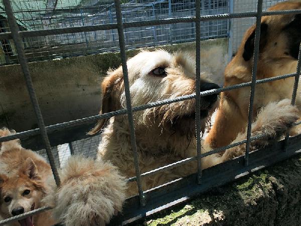 Happy stupendo tipo Vandeano Foto 7