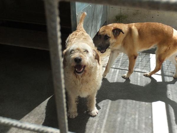 Happy stupendo tipo Vandeano Foto 8