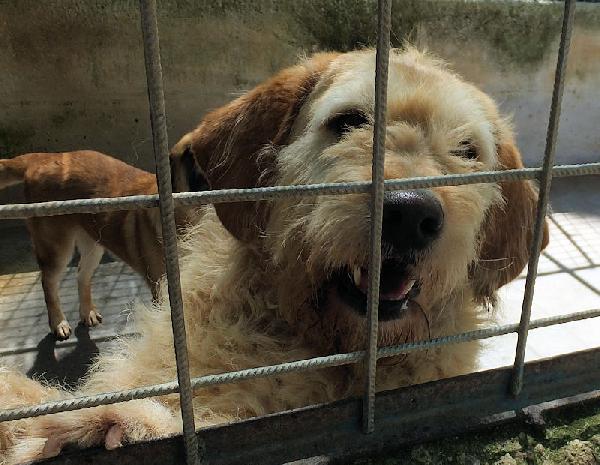 Happy stupendo tipo Vandeano Foto 9