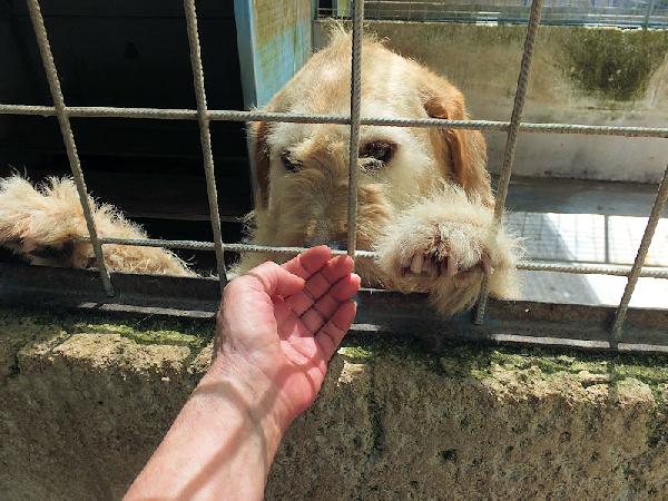 Happy stupendo tipo Vandeano Foto 10