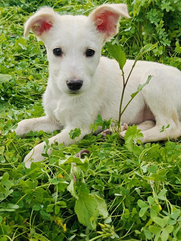 Cucciola Dolcissima 💗💗