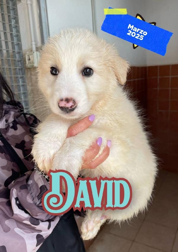 David Cucciolo Bianco Mix Border/Maremmano 