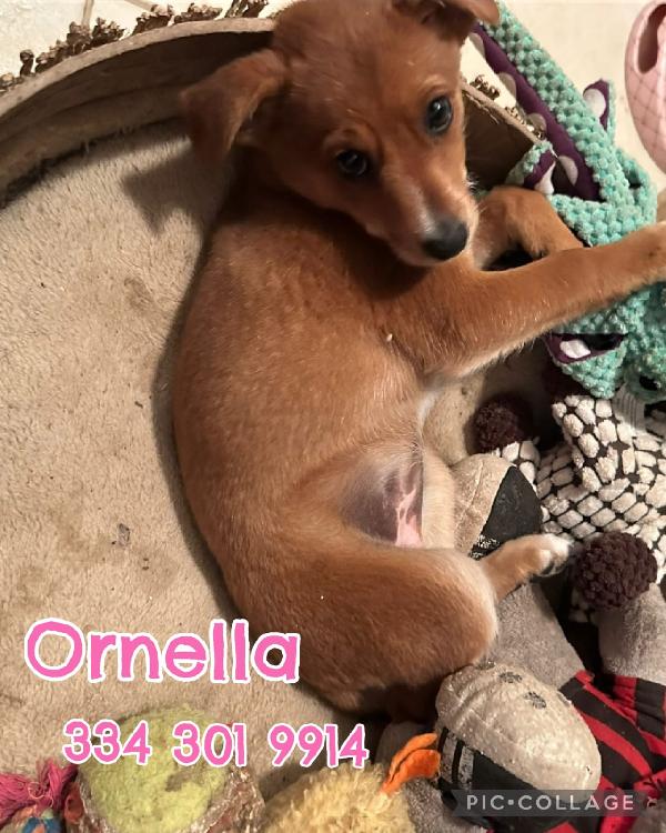 Ornella,💖🐾💖