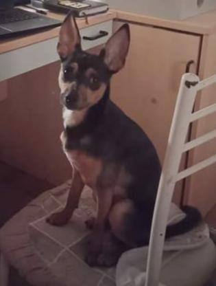 Bingo Pincher In Adozione Cerca Casa Per Sempre 