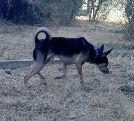Bingo pincher in adozione cerca casa per sempre  Foto 2