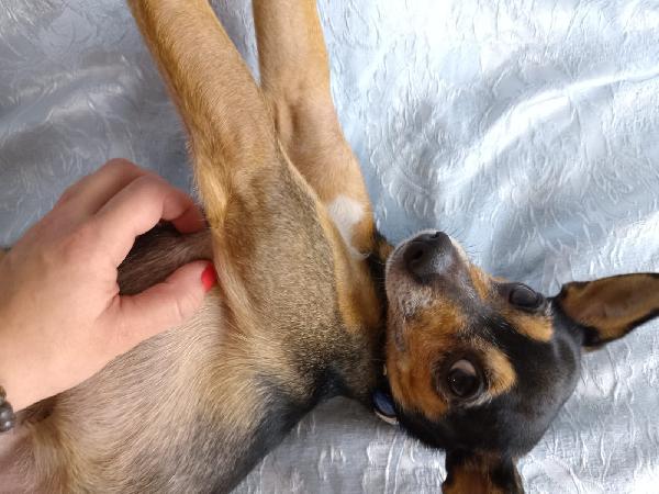 Bingo pincher in adozione cerca casa per sempre  Foto 3