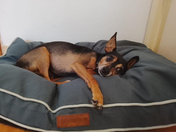 Bingo pincher in adozione cerca casa per sempre  Foto 4