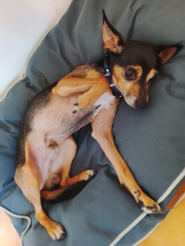 Bingo pincher in adozione cerca casa per sempre  Foto 5
