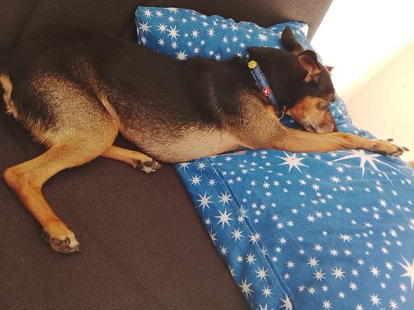 Bingo pincher in adozione cerca casa per sempre  Foto 6