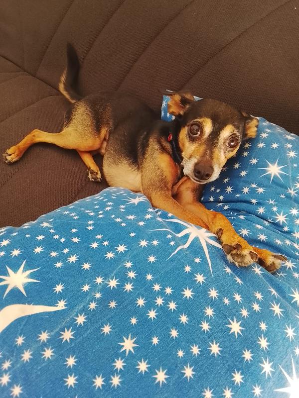 Bingo pincher in adozione cerca casa per sempre  Foto 7