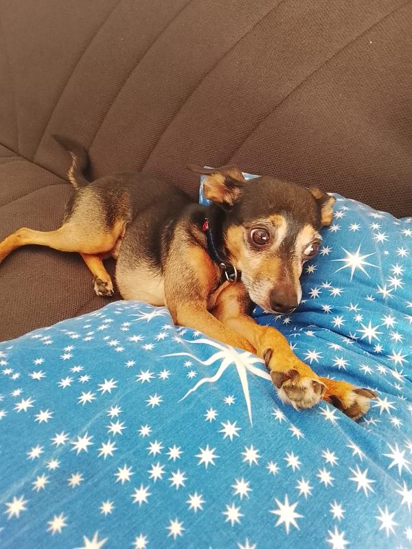 Bingo pincher in adozione cerca casa per sempre  Foto 8