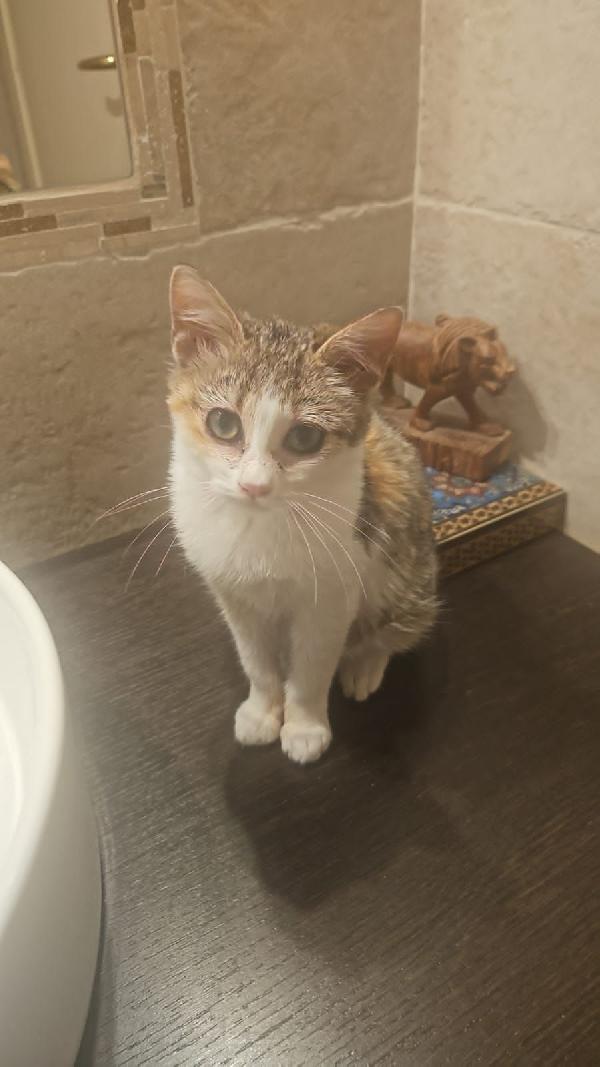 Lola: Micina Di 3 Mesi E Mezzo Cerca Famiglia