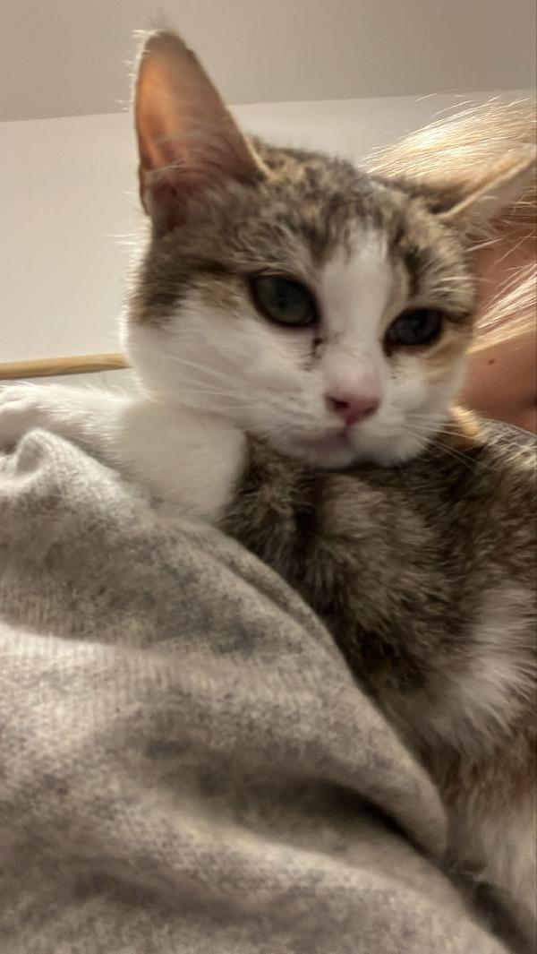 LOLA: MICINA DI 3 MESI E MEZZO CERCA FAMIGLIA Foto 2