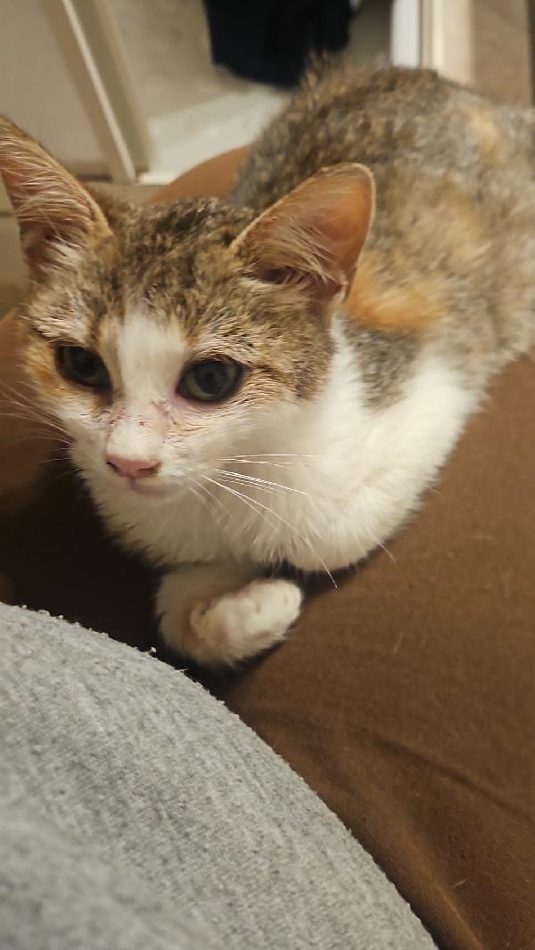 LOLA: MICINA DI 3 MESI E MEZZO CERCA FAMIGLIA Foto 3