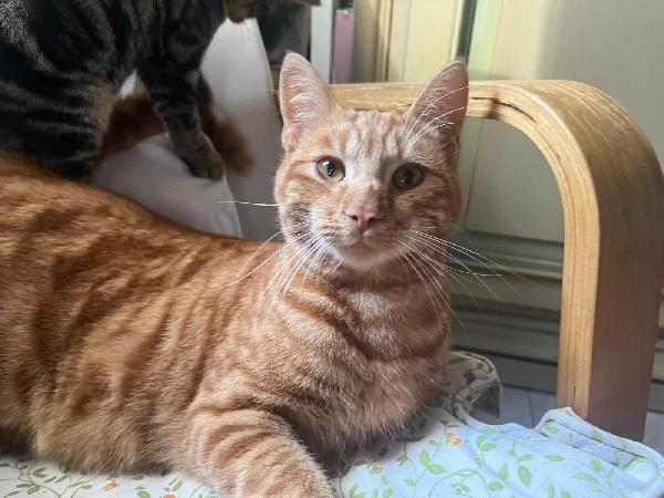 Rouge: Micio Rosso Di 1 Anno Cerca Famiglia