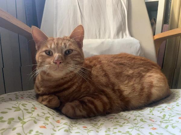 ROUGE: MICIO ROSSO DI 1 ANNO CERCA FAMIGLIA Foto 2