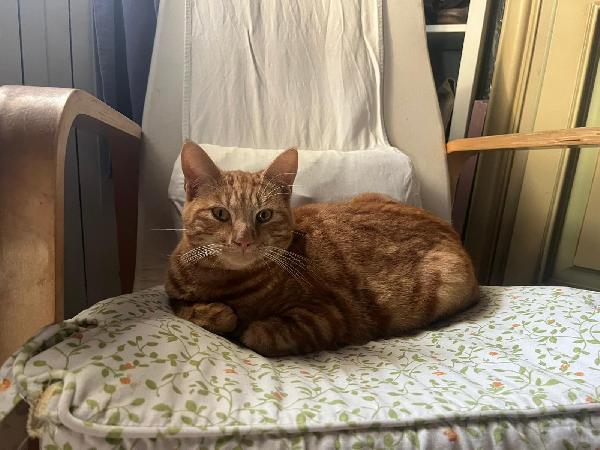 ROUGE: MICIO ROSSO DI 1 ANNO CERCA FAMIGLIA Foto 3