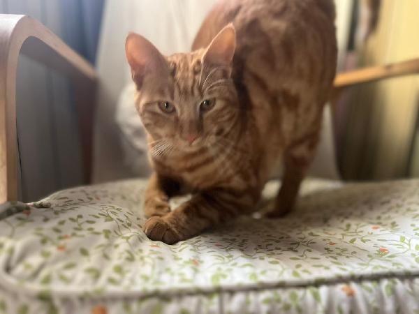 ROUGE: MICIO ROSSO DI 1 ANNO CERCA FAMIGLIA Foto 4