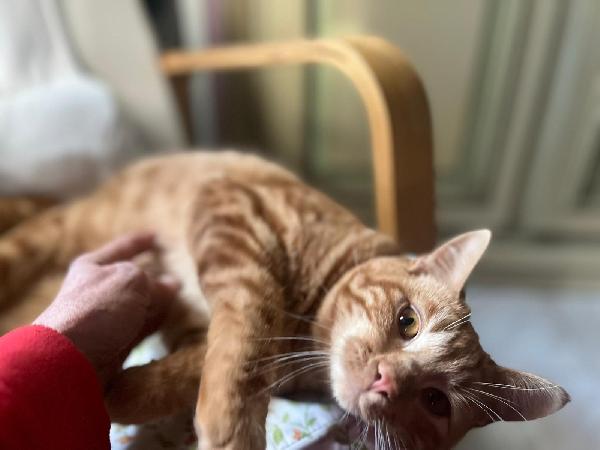 ROUGE: MICIO ROSSO DI 1 ANNO CERCA FAMIGLIA Foto 5