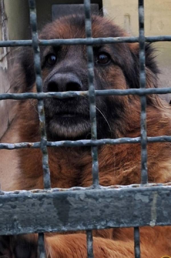 Louis Pastore Tedesco Adulto Da Salvare In Canile