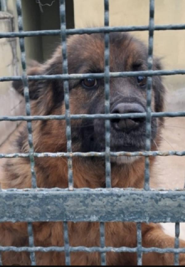 Louis Pastore Tedesco adulto da salvare in canile Foto 2