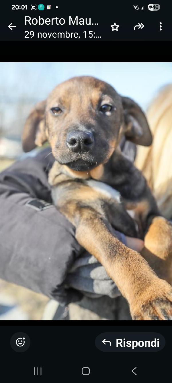 Lucas: Cucciolo 3 Mesi, Mix Segugino