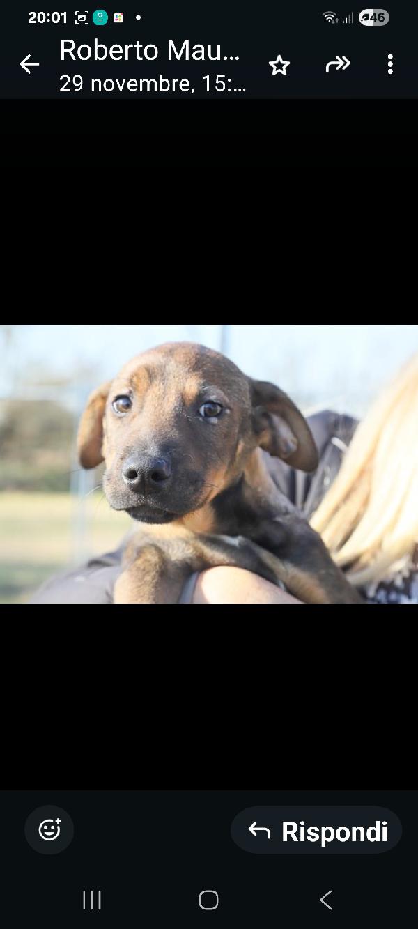 Lucas: cucciolo 3 mesi, mix segugino Foto 2