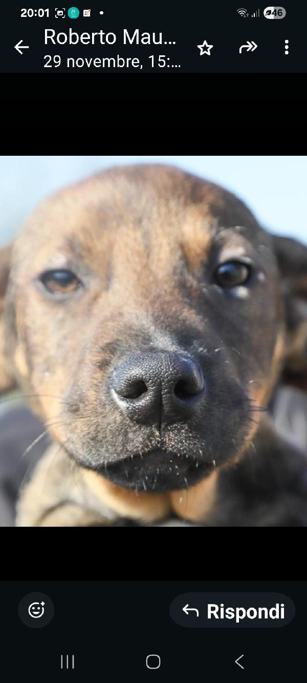 Lucas: cucciolo 3 mesi, mix segugino Foto 3