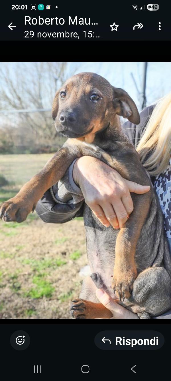 Lucas: cucciolo 3 mesi, mix segugino Foto 4