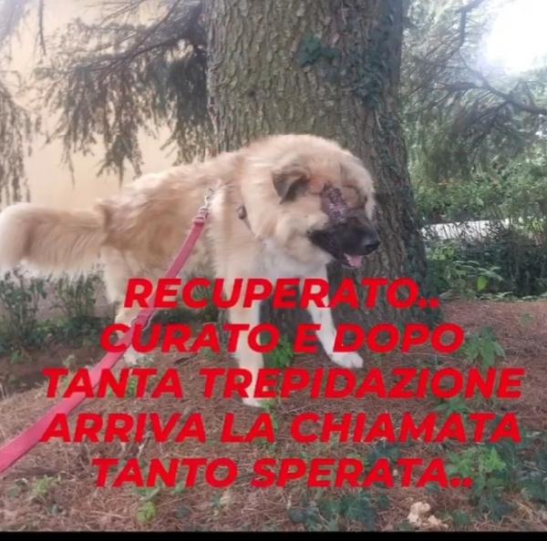 2anni e 1/2 mix Pastore dei Carpazi ha perso 10cchio Foto 3