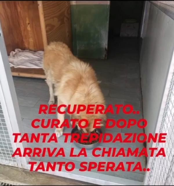 2anni e 1/2 mix Pastore dei Carpazi ha perso 10cchio Foto 4