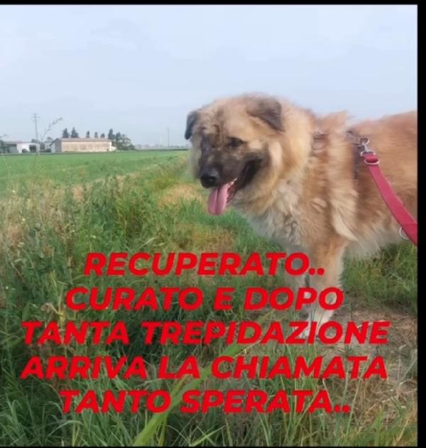 2anni e 1/2 mix Pastore dei Carpazi ha perso 10cchio Foto 5