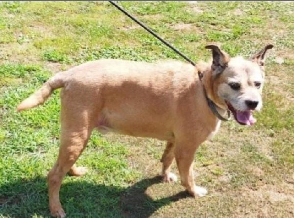 10anni tg media,tranquillo,padrone deceduto.PAVIA Foto 2