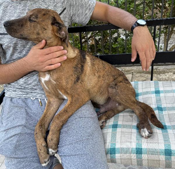 Nocciolino e Mary quasi 6mesi INVISIBILI! SICILIA Foto 8