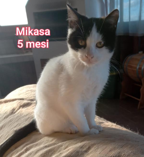 MICINI DAI 2 MESI! S.O.S. Foto 4