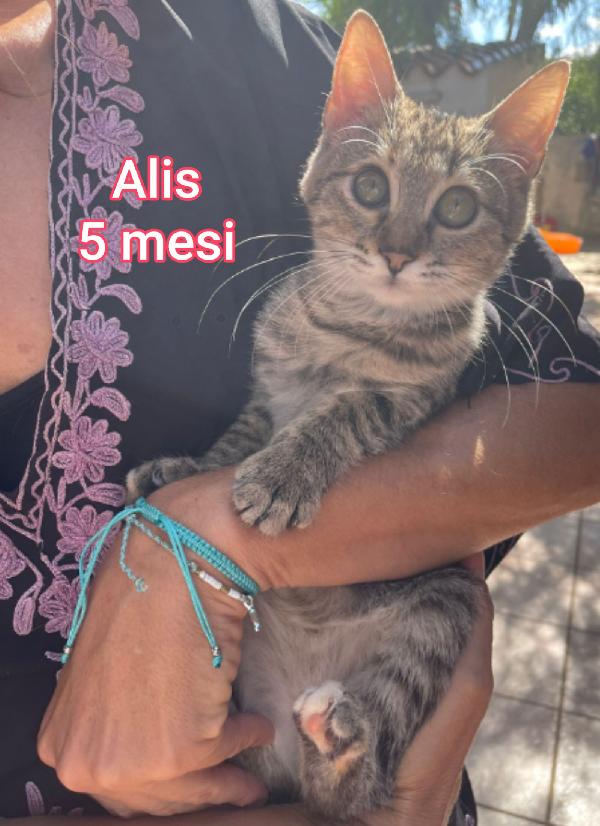 MICINI DAI 2 MESI! S.O.S. Foto 6